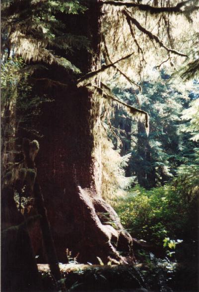 Carmanah Giant, Canada's tallest tree