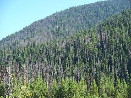 Devastating effect of the Dendroctonus ponderosae in the E.C. Manning Provincial Park, British Columbia