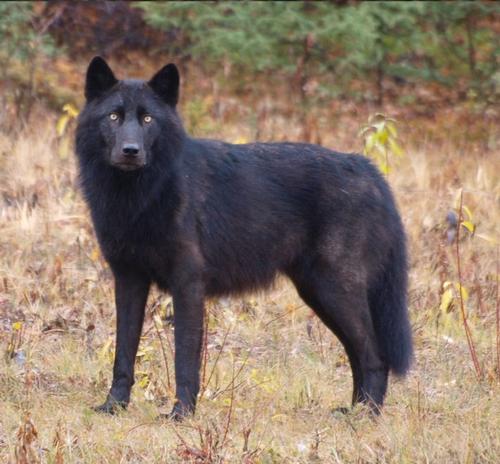 British Columbia wolf 
