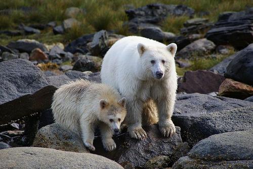 Kermode bear, symbol of British Columbia