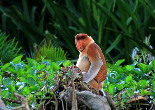 Monkey Brunei 