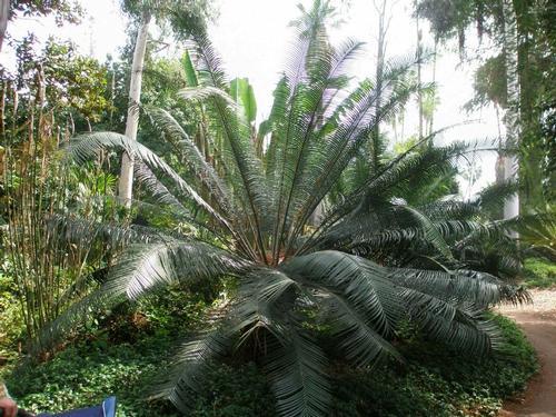Sago Palm Brunei