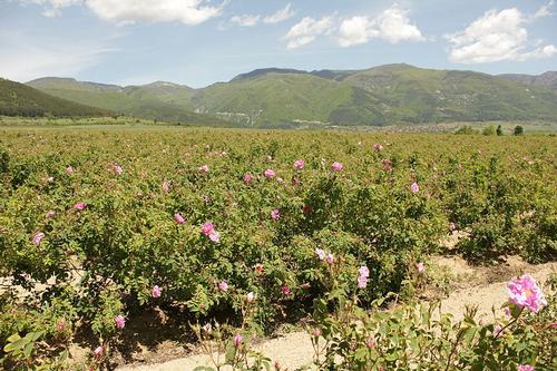 Bulgaria Landscape 