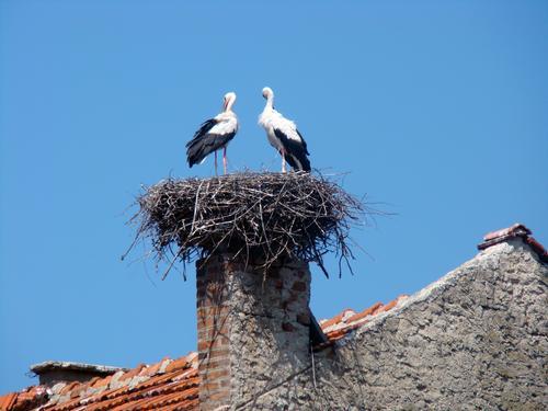 Storks Bulgaria 