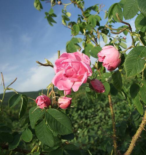 Bulgaria Rose Valley