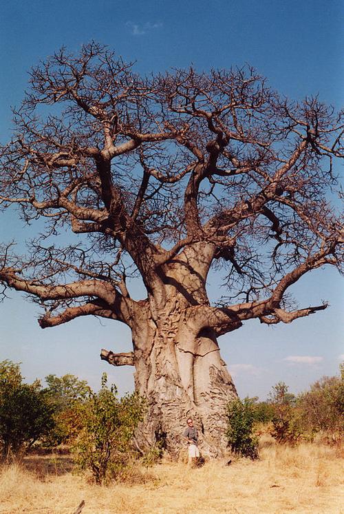 Monkey bread tree (Baobab) Burkina Faso