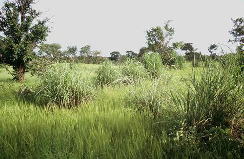 Burkina Faso Savanna climate