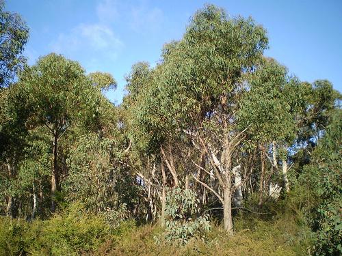 Eucalyptus Burundi 