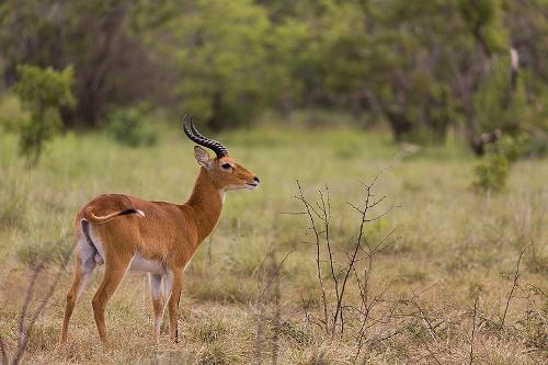 Antelope Burundi 