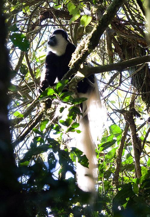 Kibira National Park Burundi 