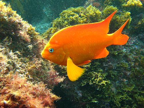 Garibaldi, California state fish