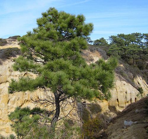 Pinus Torreyana, unique in California