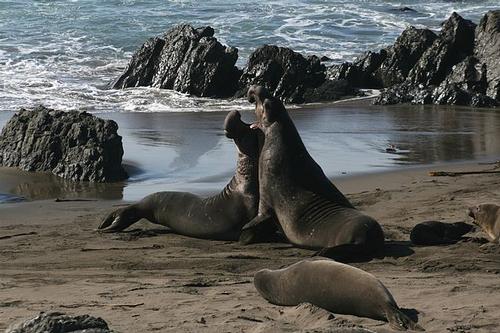 Northern elephant seals are found along the coast of California