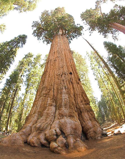 California giant redwood 'General Sherman Tree'
