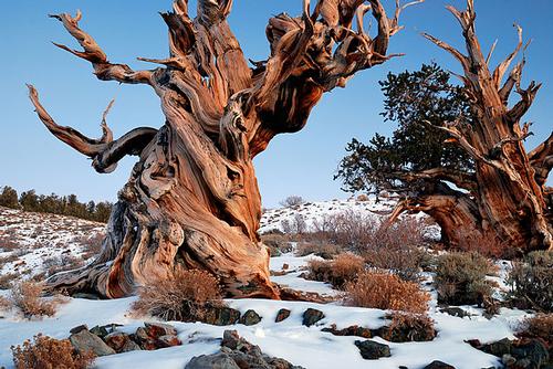 Long-lived pine in the White Mountains, California