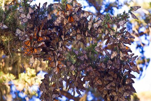 Monarch Butterflies in Pacific Grove, California