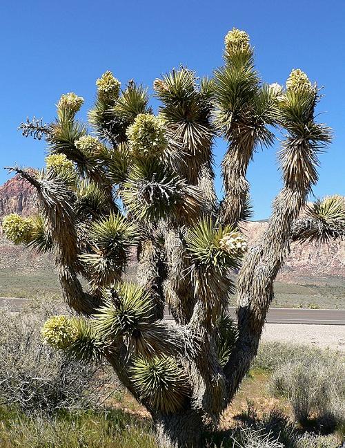 Yucca breviola is common in California