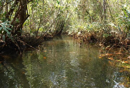 Cambodia Rainforest