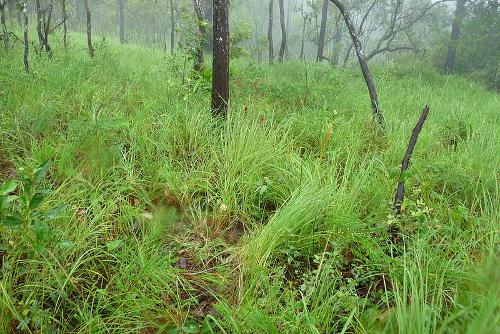 Kirirom National Park Cambodia 