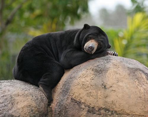 Malaysian Bearr Cambodia 