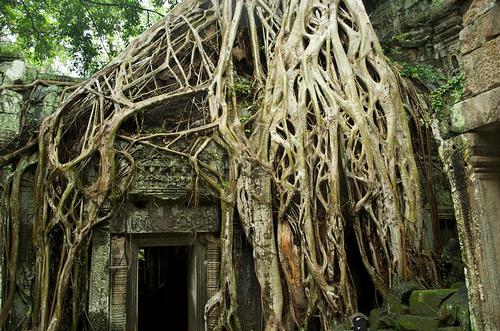 Cambodia Angkor Wat tree stumps