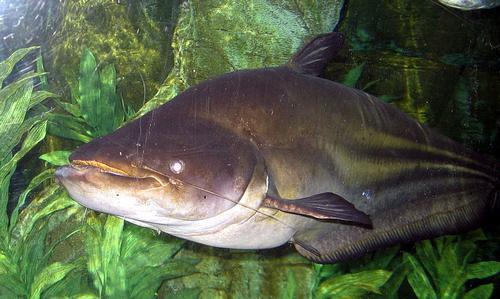 Giant catfish Cambodia 