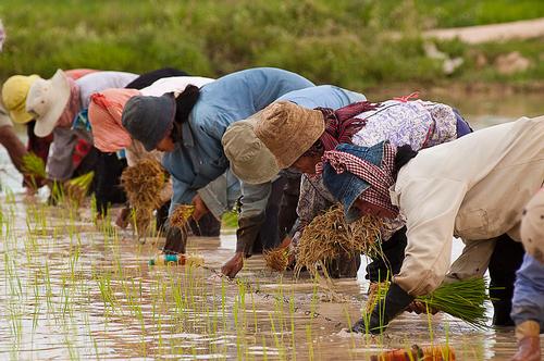 Cambodia Rice planting