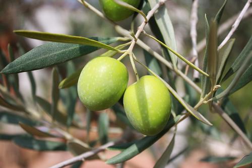 Olives Campania