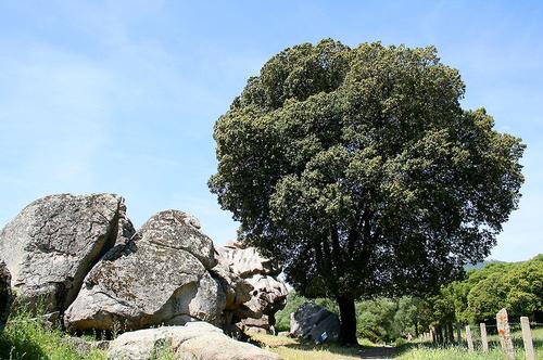 Campania Holm oak