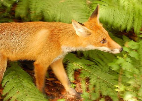 Fox, Campania