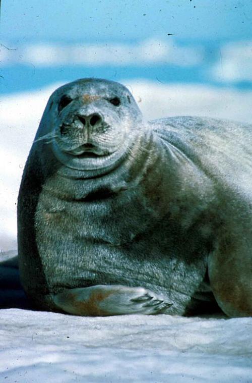 Atlantic seal Canada
