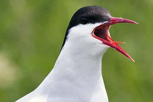 Arctic tern 