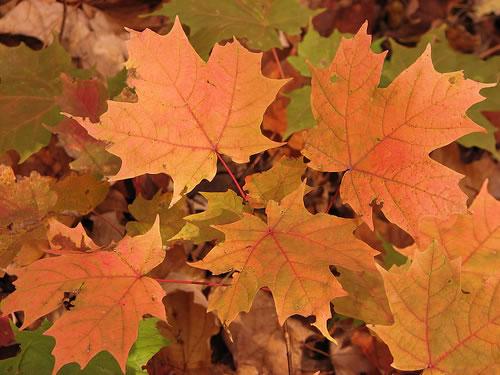 Canada Maple Leaves 