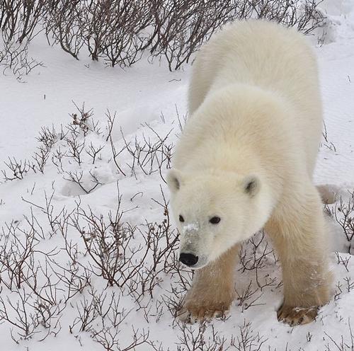 Canada Polar bear 