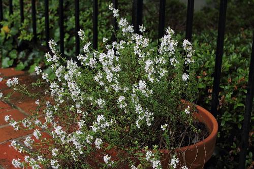 Thyme in bloom, Catalonia