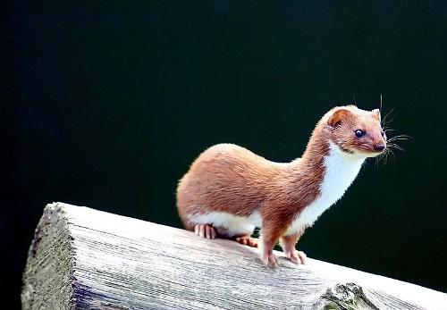 Catalonia Weasel