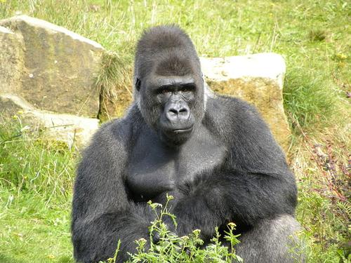 Western lowland gorilla Central African Republic