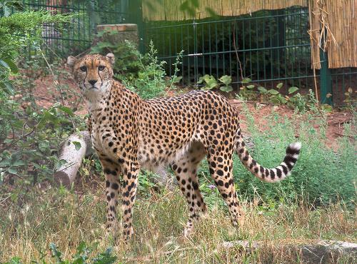 Central African Republic Cheetah