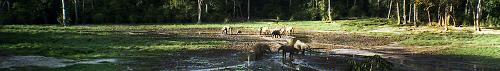 Central African Republic Landscape