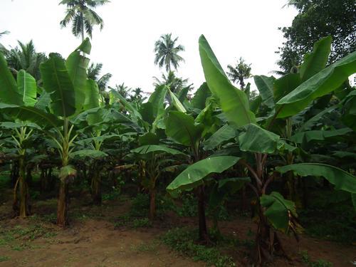 Banana trees Central African Republic