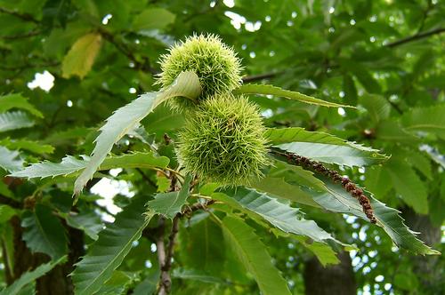 Sweet chestnuts