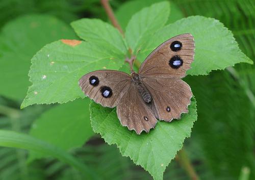 Blue-eyed butterfly