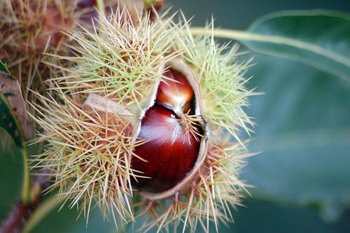 sweet chestnut, typical product for Cevennen