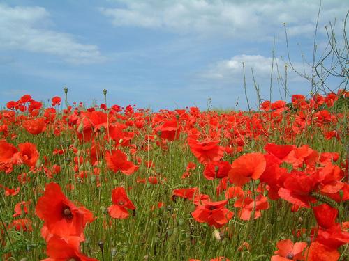 Cevennes Poppies