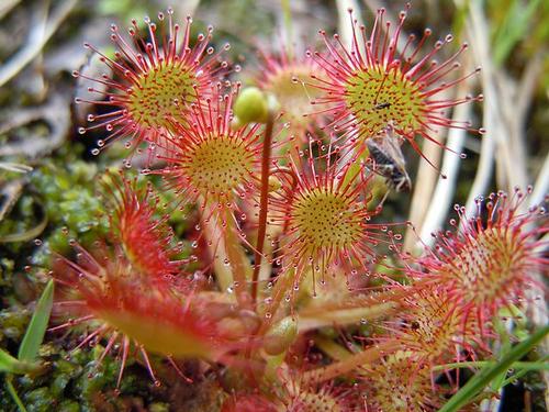 Round-leaved sundew, carnivorous plant from the Cevennes