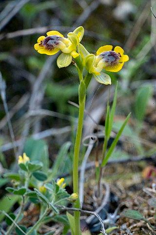 Yellow orchid