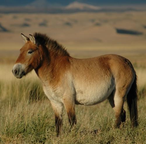 Przewalski horse China