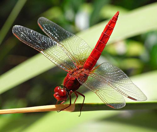 Fire Dragonfly Chios