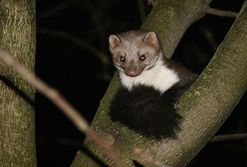 Stone marten Chios