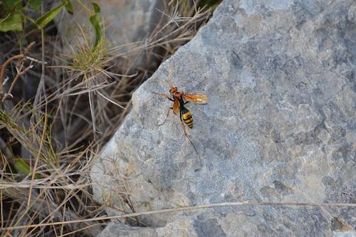 Chios Cryptocheilus alternatus